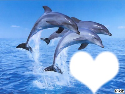 dauphins Фотомонтажа