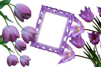 Cadre purple Fotomontage