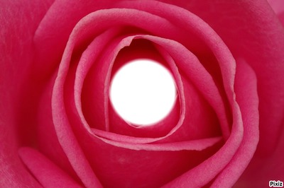 Rose amitié Photomontage