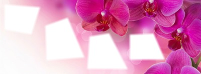 Orchidées Photomontage