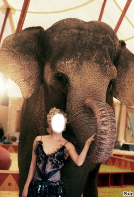 dressage d elephant Montaje fotografico