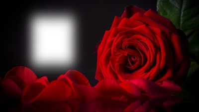 rózsa Fotomontage