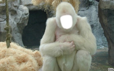 gorilles blanc Fotómontázs