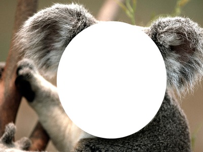 koala a 1 visage Фотомонтажа