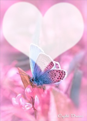 butterfly Photo frame effect