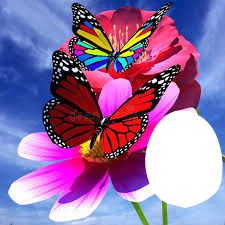 mariposas de colores Montage photo