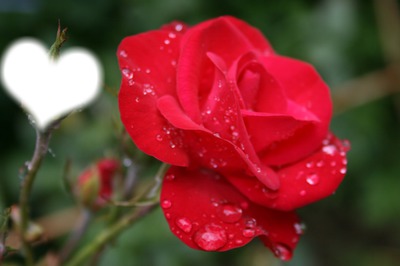 rose du matin Фотомонтаж