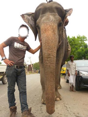 elefante Montaje fotografico