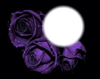 purple roses Fotomontāža