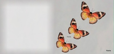 borboleta Fotomontáž