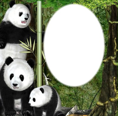 Pandas Фотомонтаж