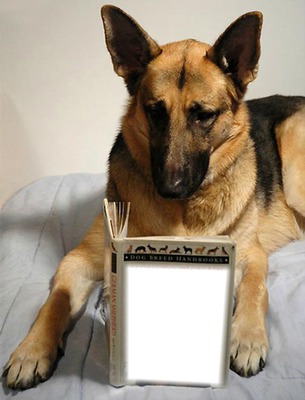 lecture pour chien Fotomontasje