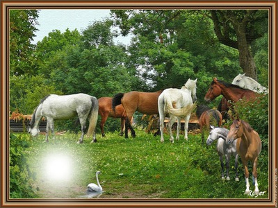 Cadre nature chevaux Fotomontāža