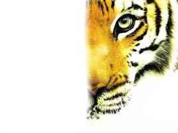 Mi tigre-Mi humain Photomontage