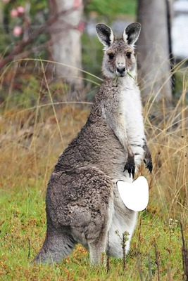 kangourou Montaje fotografico