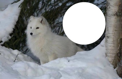 Au coeur du loup l'hiver Фотомонтаж