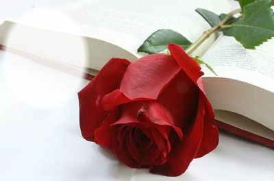 Amor con una rosa Para enamorarte