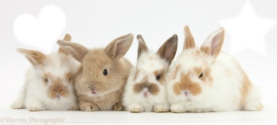Lapins Rabbits Fotomontage