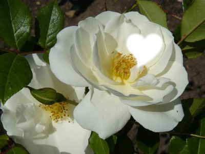 rosa blanca Montaje fotografico