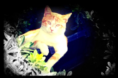 cat Photo frame effect