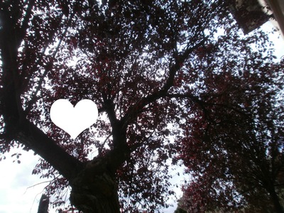 Coeur parmi les feuilles Fotomontaż