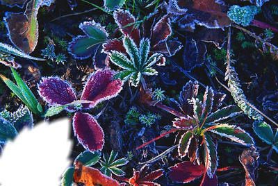 frozen plant Montage photo