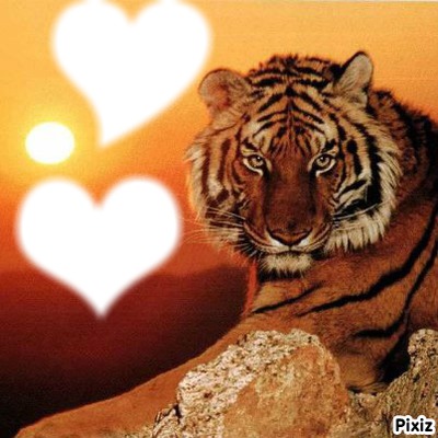 le tigre avec dx coeur au soleil Fotomontasje