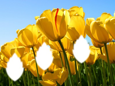 tulipanes Montaje fotografico