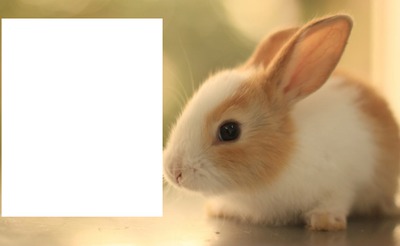 Rabbit ( easter ) Photomontage