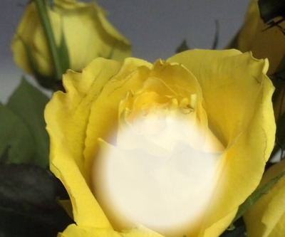 yellow rose Photomontage