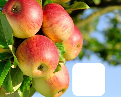 Apples Fotomontage