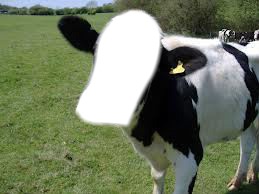 Vaca Montaje fotografico