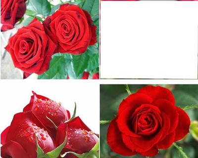 Roses rouge Fotomontāža