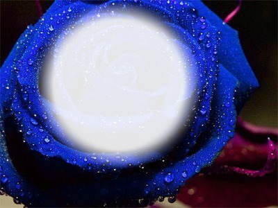 Rose bleue Photo frame effect