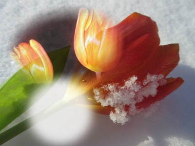 tulipe Fotomontaža