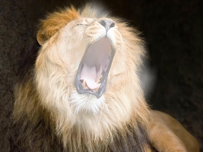 Roaring Lion Fotomontagem