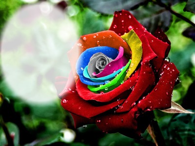 Rainbow Rose Valokuvamontaasi