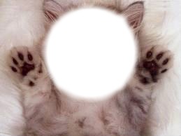un gato Fotomontagem