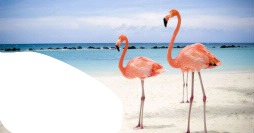 flamingos Montaje fotografico