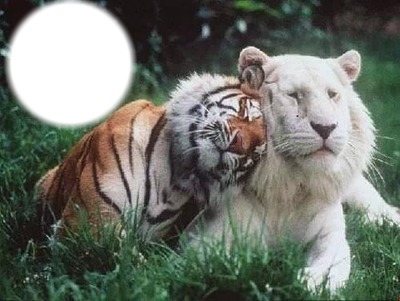 tigre et lion blanc Fotomontasje