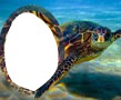imagen con tortuga Montaje fotografico