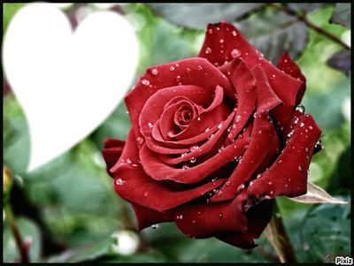un rose Фотомонтажа