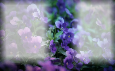 flores roxa Fotomontaggio