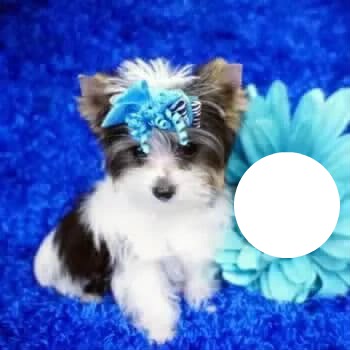 cute puppy Photomontage
