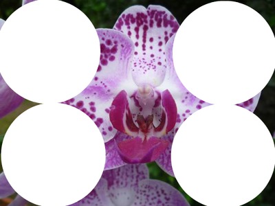 Orchidées Fotomontaža