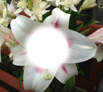 lily Φωτομοντάζ