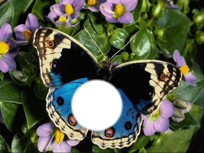 Papillon Montaje fotografico