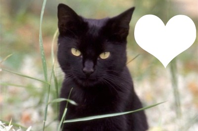 chat noire Φωτομοντάζ