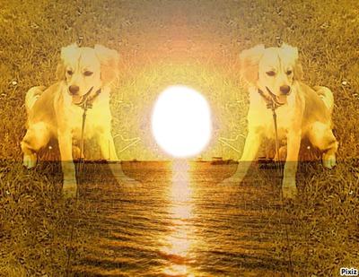 mes chiens Montage photo