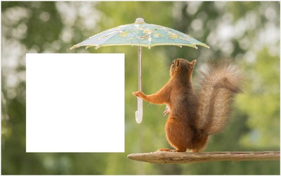 Rain Squirrel Фотомонтаж